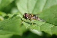 Syrphini
