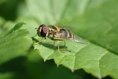 Syrphini