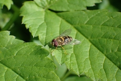 Syrphini