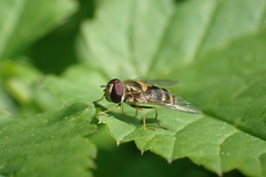 Syrphini
