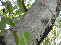 Eucalyptus latisinensis
