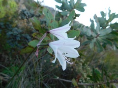 Nerine pudica