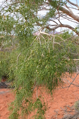 Gyrostemon ramulosus