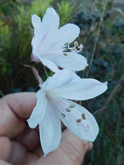 Nerine pudica