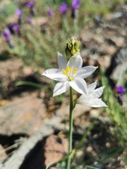 Anthericum liliago