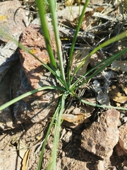 Anthericum liliago