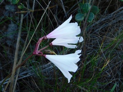 Nerine pudica