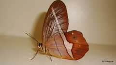 Pierella nereis