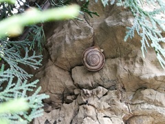 Pseudiberus tectumsinense zenonis