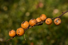 Diospyros japonica