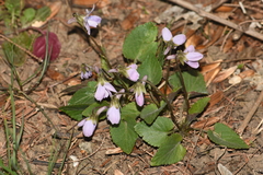 Viola japonica