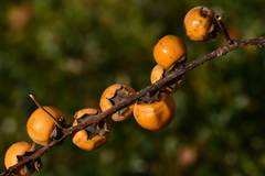 Diospyros japonica