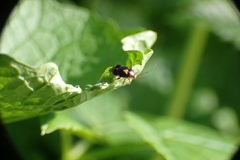 Liocoris tripustulatus