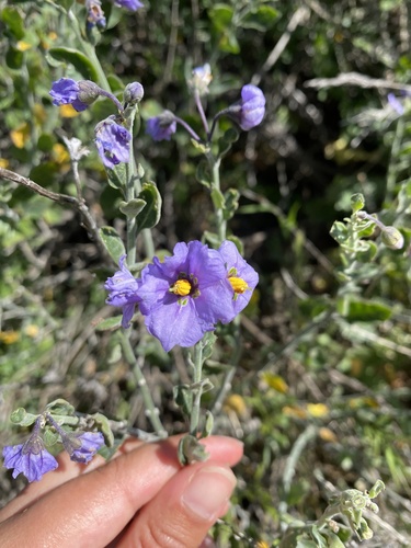 iNaturalist observation photo of bluewitch nightshade