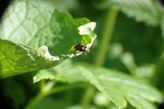 Liocoris tripustulatus
