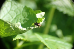 Liocoris tripustulatus