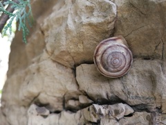 Pseudiberus tectumsinense zenonis