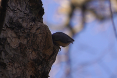 Sitta europaea