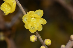 Chimonanthus praecox