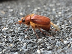 Holochelus