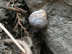 Pseudiberus tectumsinense zenonis