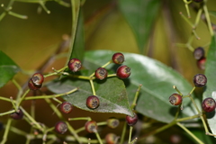 Photinia bodinieri