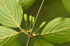 Cornus officinalis