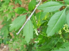 Sphedanolestes impressicollis