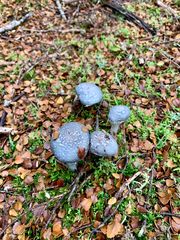 Cortinarius metallicus