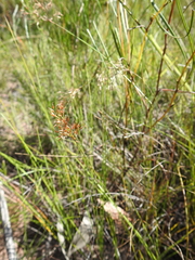 Fimbristylis cinnamometorum