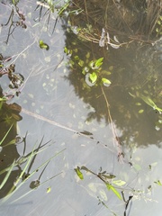 Ranunculus laxicaulis