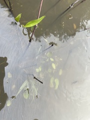 Ranunculus laxicaulis