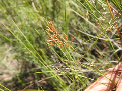 Fimbristylis cinnamometorum