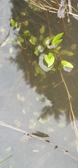 Ranunculus laxicaulis