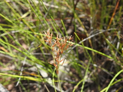 Fimbristylis cinnamometorum