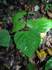 Clerodendrum canescens