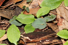 Corybas aconitiflorus