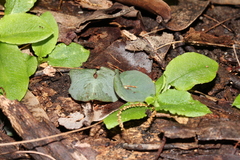 Corybas aconitiflorus