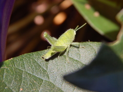 Acanthacris