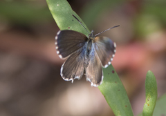 Theclinesthes sulpitius