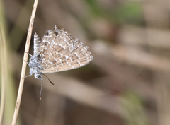 Theclinesthes sulpitius