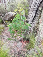 Eucalyptus megacarpa