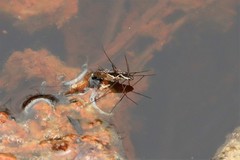 Neogerris parvulus