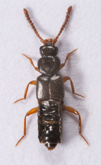 Myrmoecia confragosa