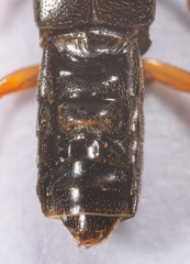 Myrmoecia confragosa