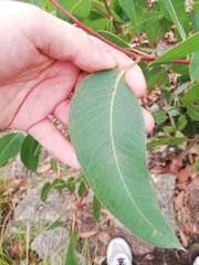 Eucalyptus megacarpa