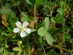 Potentilla montana