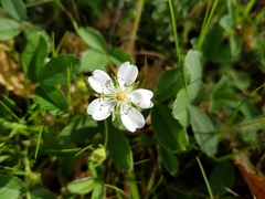 Potentilla montana