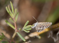 Theclinesthes sulpitius
