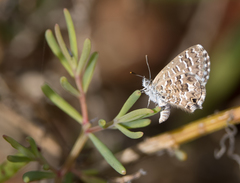 Theclinesthes sulpitius